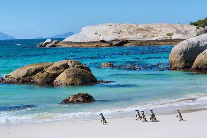 Cape Town Scenic Day Tour by Car — Cape Peninsula, Penguins & Chapman's Peak