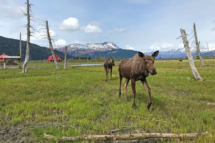 Anchorage to Seward Wildlife Day Trip: Seward Highway & Alaska Wildlife Conservation Center