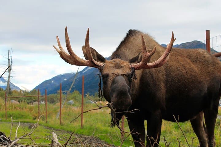 Seward to Anchorage Wildlife Adventure — Seward Highway, Turnagain Pass & Alaska Wildlife Conservation Center photo 3