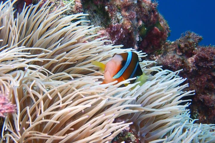 Half-Day Amami Oshima Boat Snorkeling Adventure from Ashitoku Port photo 5