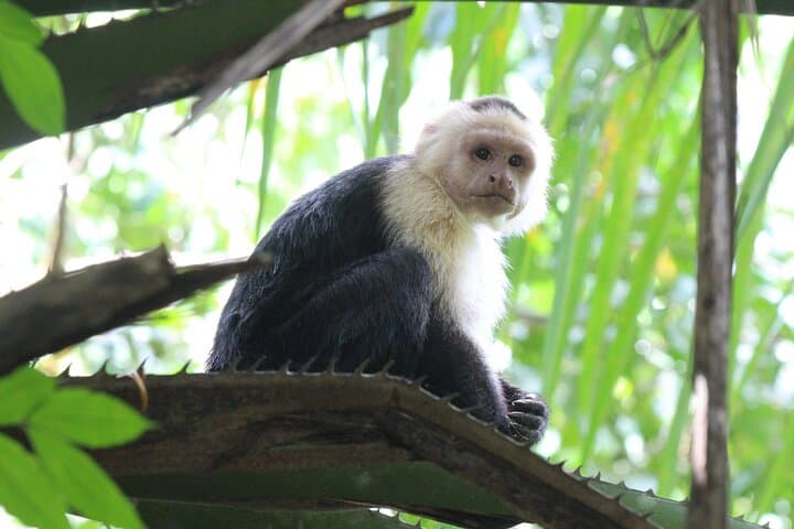 Terraba-Sierpe Mangrove Tour: Explore Costa Rica’s Largest Mangrove by Boat or Kayak photo 1