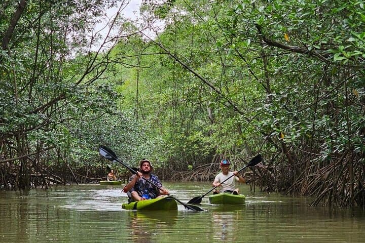 Terraba-Sierpe Mangrove Tour: Explore Costa Rica’s Largest Mangrove by Boat or Kayak photo 2