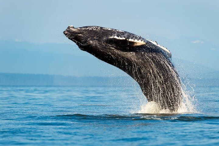 Sydney Whale Watching Cruise from Circular Quay — Catamaran Adventure