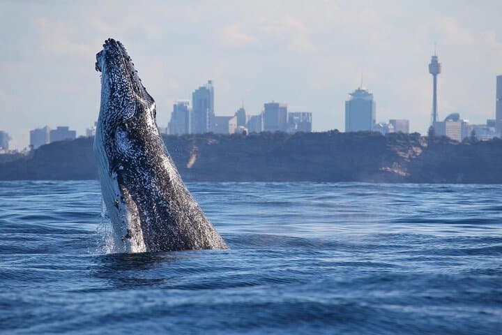 Sydney Whale Watching Cruise from Circular Quay — Catamaran Adventure photo 2