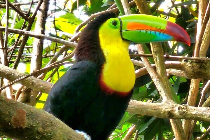 Private Tour to Llanos de Cortés Falls and Rainforest from Liberia photo 2