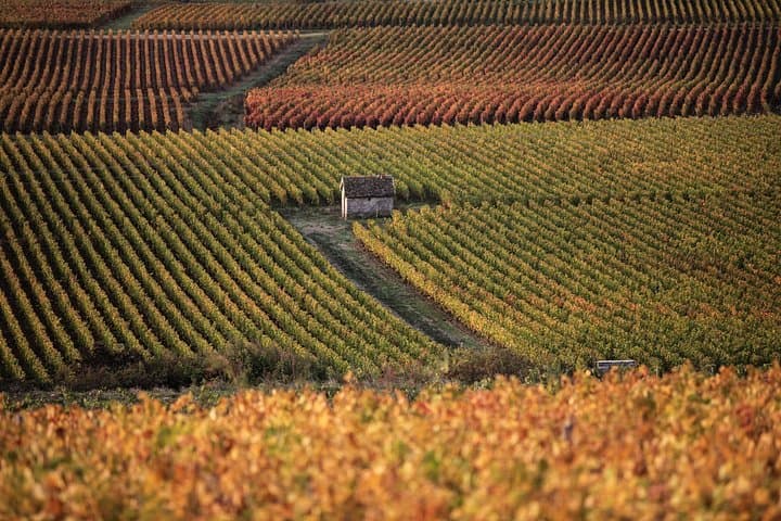 Luxury Burgundy Wine Tour: Grand Cru Tastings from Dijon photo 4