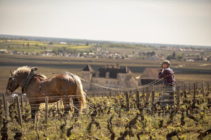 Full-Day Private Wine Tour in Côte de Nuits — Burgundy Grand Cru Tasting from Beaune photo 3