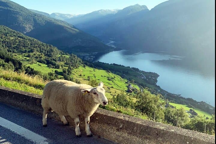 Oslo to Flåm: Nærøyfjord Cruise and Flåm Railway — Private Guided One‑Day Journey photo 4
