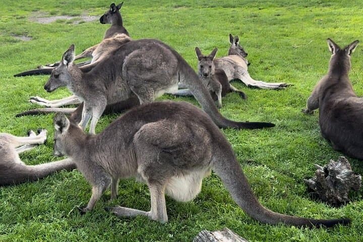 Puffing Billy to Phillip Island: Melbourne Day Tour with Penguin Parade photo 4