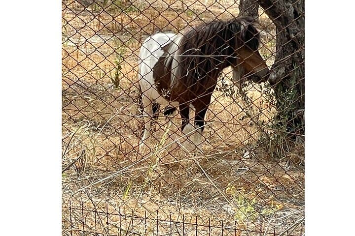 Heraklion Olive and Dragon Fruit Farm Tour with Cretan Farmers Brunch photo 3