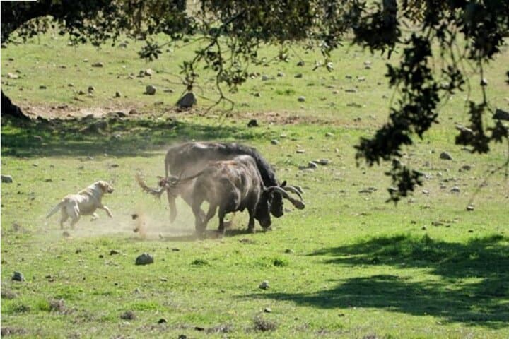 Brave Bull Farm Visit Near Seville — Andalusia Ranch Tour & Bull Breeding Experience photo 6