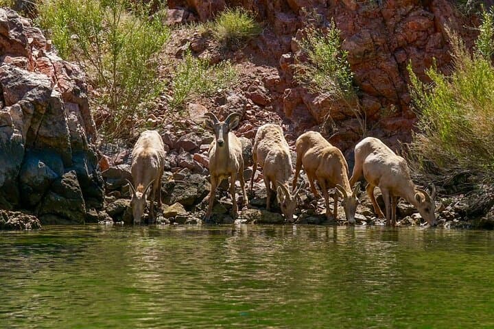 Half-Day Emerald Cave Kayak Tour — Paddle the Black Canyon's Triple Caves from Willow Beach photo 6