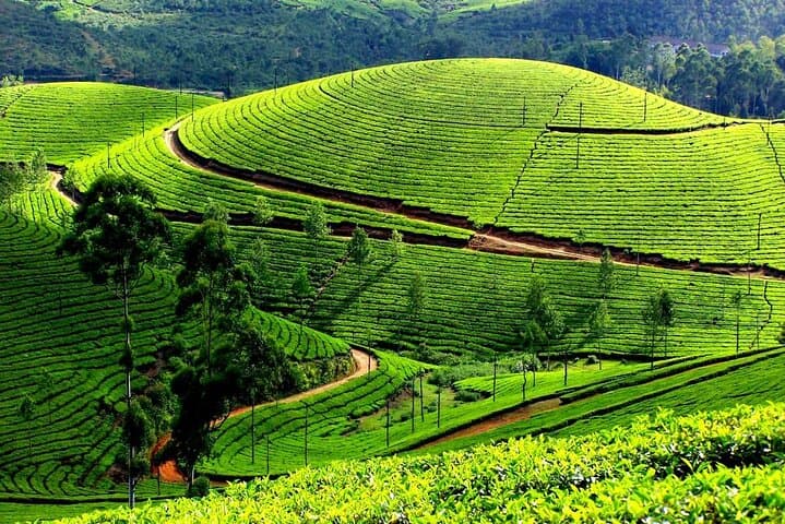 Kochi to Munnar Day Tour — Tea Gardens, Waterfalls & Echo Point photo 2