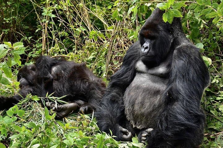 Five-Day Rwanda Wildlife Tour: Gorilla, Chimpanzee & Golden Monkey Trekking photo 3