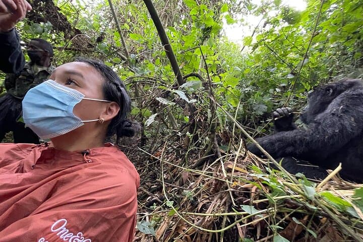 Five-Day Rwanda Wildlife Tour: Gorilla, Chimpanzee & Golden Monkey Trekking photo 4