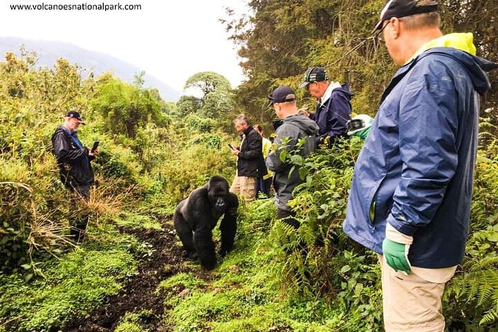 Five-Day Rwanda Wildlife Tour: Gorilla, Chimpanzee & Golden Monkey Trekking photo 5