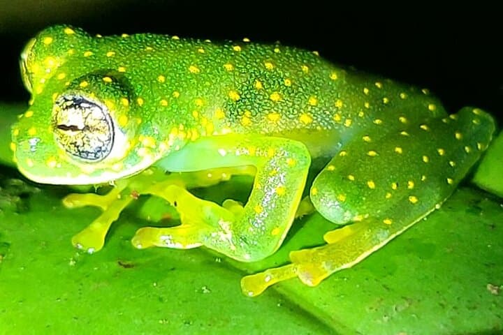 Private Trillo de la Danta: Dawn Hike in Bahia Drake's Corcovado Rainforest photo 5
