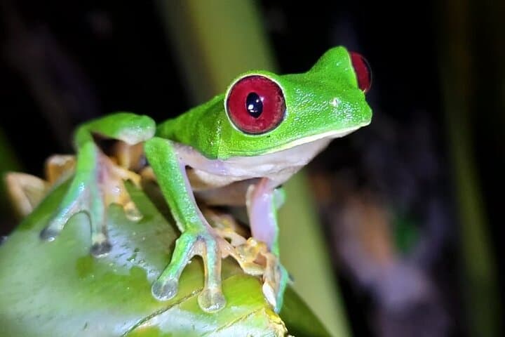 Private Trillo de la Danta: Dawn Hike in Bahia Drake's Corcovado Rainforest photo 6