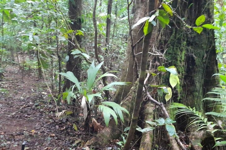 Private Trillo de la Danta: Dawn Hike in Bahia Drake's Corcovado Rainforest photo 3