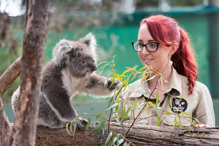 Melbourne Highlights and Moonlit Sanctuary: Aussie Wildlife Express Tour