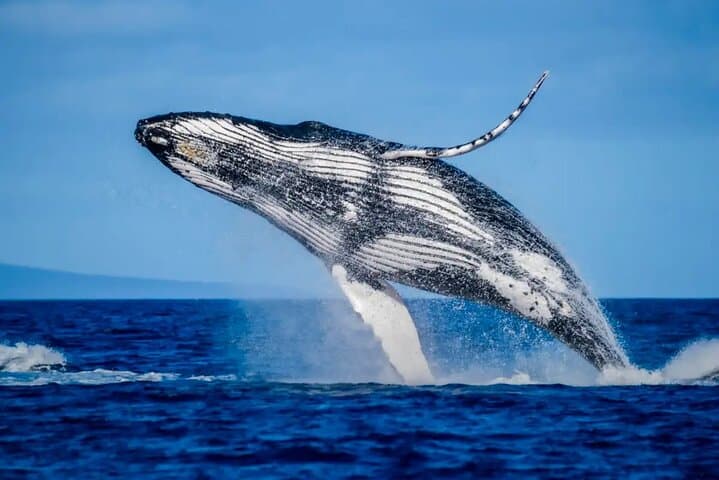 Mooloolaba Whale Watching Small-Group Tour: Humpback Migration, Hydrophone & Underwater Camera photo 6