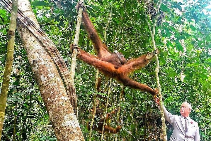 Sarawak Cultural Village & Semenggoh Wildlife Centre: Kuching Orangutan & Culture Day Tour