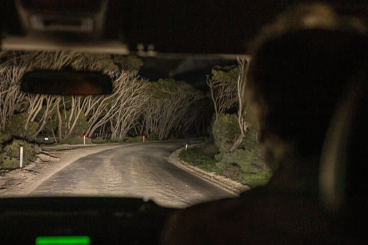 Kangaroo Island Nocturnal Wildlife Tour: Night Safari for Kangaroos, Wallabies & Penguins