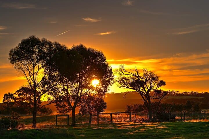 Kangaroo Island Nocturnal Wildlife Tour: Night Safari for Kangaroos, Wallabies & Penguins photo 3