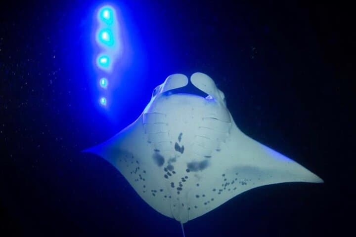 Kona Manta Ray Night Snorkel: Nighttime Swim with Giant Mantas photo 2