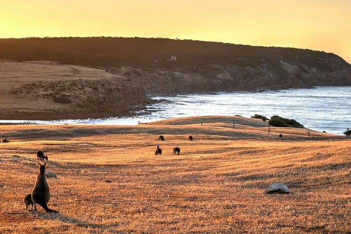 Kangaroo Island Nocturnal Wildlife Tour: Night Safari for Kangaroos, Wallabies & Penguins photo 5