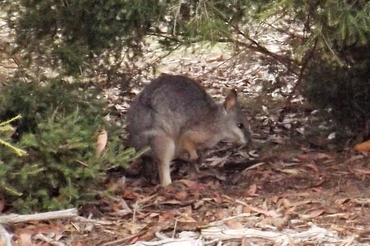 Kangaroo Island Nocturnal Wildlife Tour: Night Safari for Kangaroos, Wallabies & Penguins photo 6