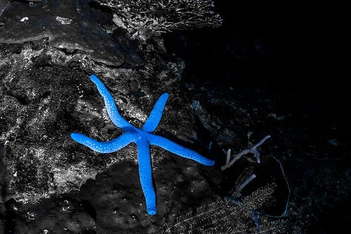 Night Dive in Cebu: After-Dark Scuba on Vibrant Coral Reefs photo 6