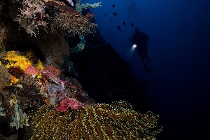Night Dive in Cebu: After-Dark Scuba on Vibrant Coral Reefs