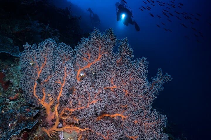 Night Dive in Cebu: After-Dark Scuba on Vibrant Coral Reefs photo 3