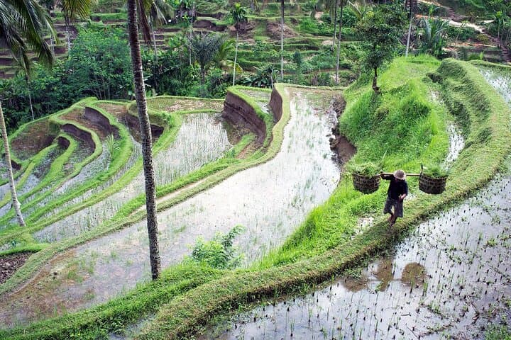 Ubud Private Day Tour: Monkey Forest, Rice Terraces & Sacred Springs photo 6