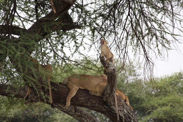 2-Day Mid-Range Safari to Tarangire & Ngorongoro Crater — Wildlife Safari from Arusha photo 2