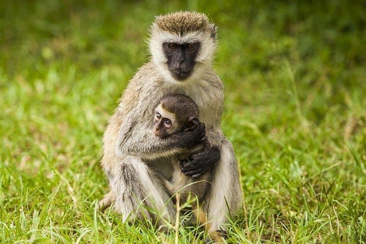 Explore Nairobi National Park: Half Day Safari Adventure Near Nairobi photo 2