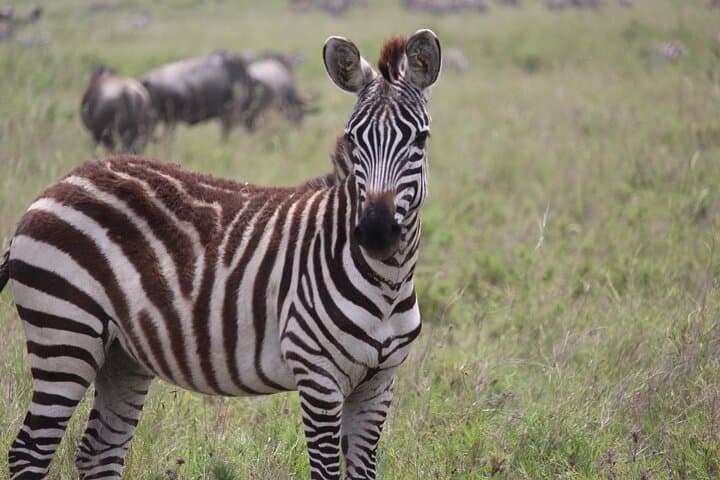 2-Day Mid-Range Safari to Tarangire & Ngorongoro Crater — Wildlife Safari from Arusha photo 3