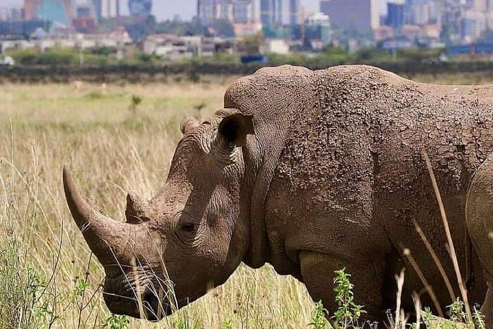 Explore Nairobi National Park: Half Day Safari Adventure Near Nairobi photo 3