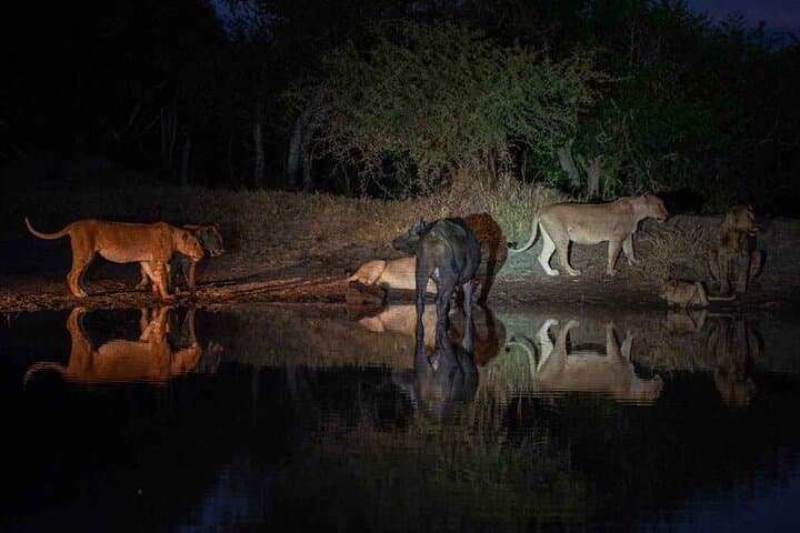 5-Day Night Safari from Arusha: Tarangire, Ngorongoro & Lake Manyara Wildlife Adventure photo 4