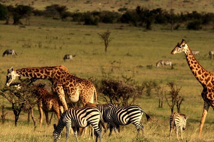 Half-Day Safari from Durban to Tala & Natal Lion Park — 4x4 Game Drive and Birding photo 4