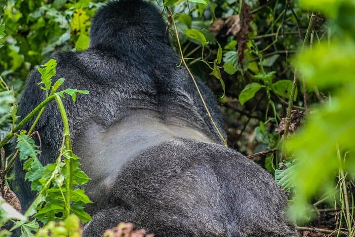 4-Day Uganda Gorilla Trekking Safari: Queen Elizabeth & Bwindi Highlights photo 4