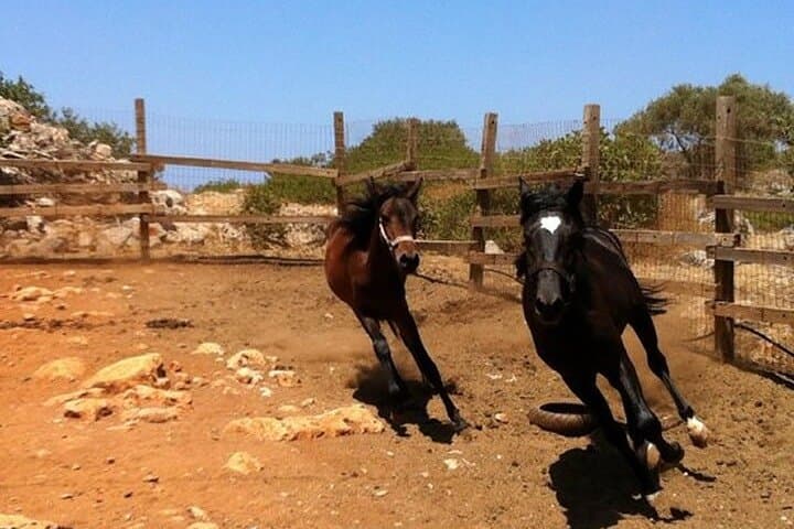 Mountain Horseback Ride from Hersonissos — 1.5-Hour Olive-Grove Trail in Crete photo 2