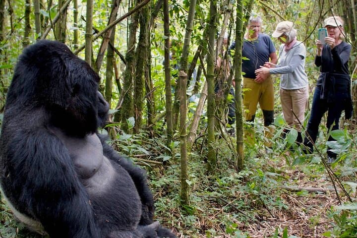 11-Day Big Five: Gorillas, Chimpanzees & Classic Uganda Safari