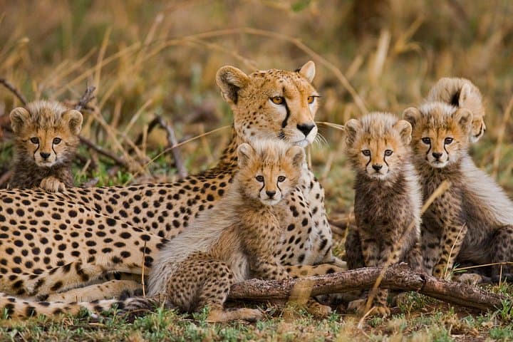 3-Day Serengeti and Ngorongoro Safari: Plains, Wildlife & Maasai Culture photo 3