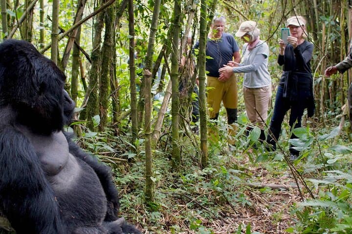 7-Day Uganda Gorilla and Chimp Trekking with Nile White-Water Rafting