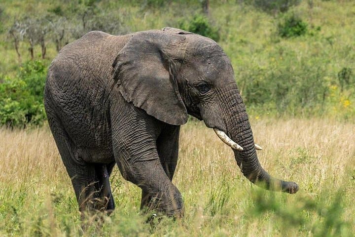 5-Day Uganda Gorilla, Chimp & Wildlife Safari — Bwindi, Queen Elizabeth & Lake Bunyonyi photo 4