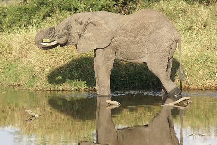6-Day Luxury Tanzania Safari: Tarangire, Ngorongoro & Serengeti Wildlife Tour
