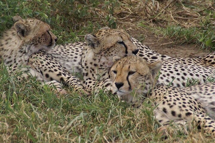 6-Day Luxury Tanzania Safari: Tarangire, Ngorongoro & Serengeti Wildlife Tour photo 2
