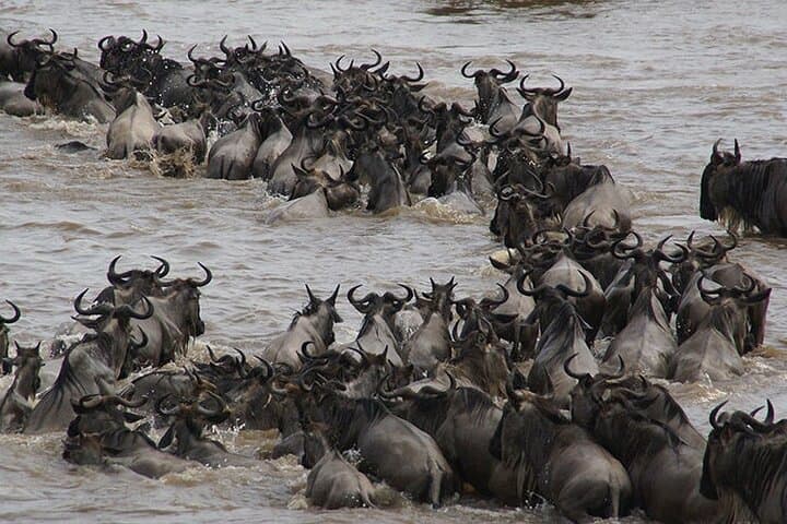 6-Day Luxury Tanzania Safari: Tarangire, Ngorongoro & Serengeti Wildlife Tour photo 3